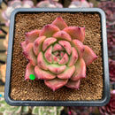 Echeveria Agavoides 'Honey Pink' 3" Succulent Plant Cutting