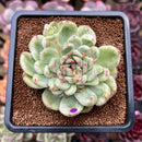 Echeveria Agavoides 'Ice Age' Variegated 4" Large Succulent Plant Cutting