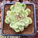 Echeveria Agavoides 'Ice Age' Variegated 4" Large Succulent Plant Cutting