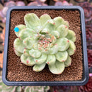 Echeveria Agavoides 'Ice Age' Variegated 4" Large Succulent Plant Cutting