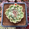 Echeveria Agavoides 'Ice Age' Variegated 4" Large Succulent Plant Cutting