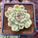 Echeveria Agavoides 'Ice Age' Variegated 4" Large Succulent Plant Cutting