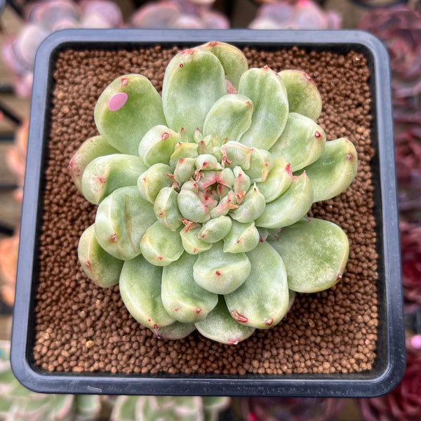 Echeveria Agavoides 'Ice Age' Variegated 4" Large Succulent Plant Cutting