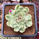 Echeveria Agavoides 'Ice Age' Variegated 4" Large Succulent Plant Cutting