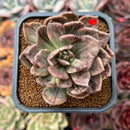 Echeveria 'Silver Prince' Variegated 2" Succulent Plant Cutting