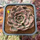 Echeveria 'Silver Prince' Variegated 2" Succulent Plant Cutting