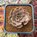 Echeveria 'Silver Prince' Variegated 2" Succulent Plant Cutting