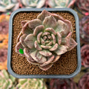 Echeveria 'Silver Prince' Variegated 2" Succulent Plant Cutting
