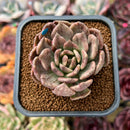 Echeveria 'Silver Prince' Variegated 2" Succulent Plant Cutting