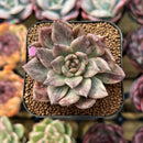 Echeveria 'Silver Prince' Variegated 2" Succulent Plant Cutting