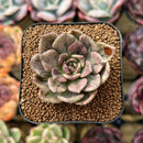 Echeveria 'Silver Prince' Variegated 2" Succulent Plant Cutting