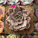 Echeveria 'Silver Prince' Variegated 2" Succulent Plant Cutting