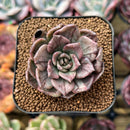 Echeveria 'Silver Prince' Variegated 2" Succulent Plant Cutting