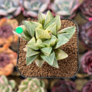Haworthia Heidelbergensis Variegated 2" Succulent Plant Cutting