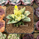 Haworthia Heidelbergensis Variegated 2" Succulent Plant Cutting
