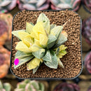 Haworthia Heidelbergensis Variegated 2" Succulent Plant Cutting