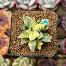Haworthia Heidelbergensis Variegated 2" Succulent Plant Cutting