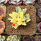 Haworthia Heidelbergensis Variegated 2" Succulent Plant Cutting