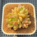 Pachyveria 'Lemon Honey' 2" Succulent Plant Cutting