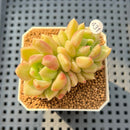Pachyveria 'Lemon Honey' 2" Succulent Plant Cutting