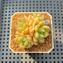 Pachyveria 'Lemon Honey' 2" Succulent Plant Cutting