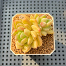 Pachyveria 'Lemon Honey' 2" Succulent Plant Cutting