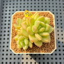 Pachyveria 'Lemon Honey' 2" Succulent Plant Cutting