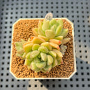 Pachyveria 'Lemon Honey' 2" Succulent Plant Cutting