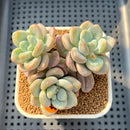 Pachyveria 'Jelly Pong Pong' 2"-3" Succulent Plant Cutting
