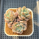 Pachyveria 'Jelly Pong Pong' 2"-3" Succulent Plant Cutting
