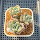 Pachyveria 'Jelly Pong Pong' 2"-3" Succulent Plant Cutting
