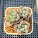 Pachyveria 'Jelly Pong Pong' 2"-3" Succulent Plant Cutting