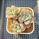Pachyveria 'Jelly Pong Pong' 2"-3" Succulent Plant Cutting