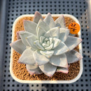 Dudleya Farinosa 2"-3" Succulent Plant Cutting
