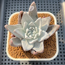 Dudleya Farinosa 2"-3" Succulent Plant Cutting