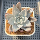 Dudleya Farinosa 2"-3" Succulent Plant Cutting