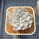 Dudleya Farinosa 2"-3" Succulent Plant Cutting