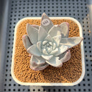 Dudleya Farinosa 2"-3" Succulent Plant Cutting