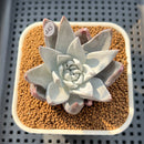 Dudleya Farinosa 2"-3" Succulent Plant Cutting