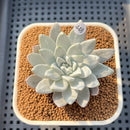 Dudleya Farinosa 2"-3" Succulent Plant Cutting