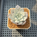 Dudleya Farinosa 2"-3" Succulent Plant Cutting