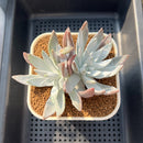 Dudleya Farinosa 4" Succulent Plant Cutting
