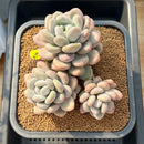Pachyphytum 'Frevel' 5"-6" Succulent Plant Cutting