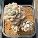 Pachyphytum 'Frevel' 5"-6" Succulent Plant Cutting