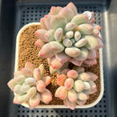 Pachyphytum 'Frevel' 5"-6" Succulent Plant Cutting