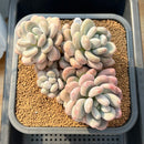 Pachyphytum 'Frevel' 5"-6" Succulent Plant Cutting