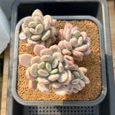 Pachyphytum 'Frevel' 5"-6" Succulent Plant Cutting