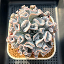 Echeveria 'Pignose' 4" Large Succulent Plant Cutting