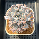 Echeveria 'Pignose' 4" Large Succulent Plant Cutting