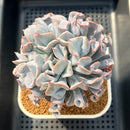 Echeveria 'Pignose' 4" Large Succulent Plant Cutting